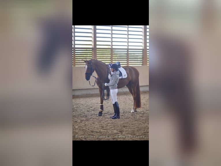 Hanoverian Stallion 13 years 17 hh Chestnut-Red in Heppenheim (Bergstraße)