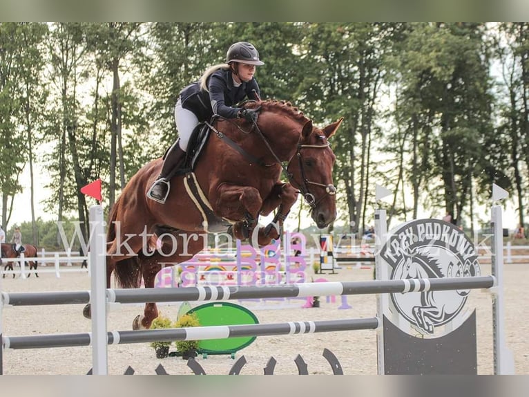 Hanoverian Stallion 13 years Chestnut-Red in Lębork