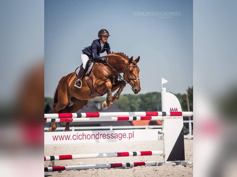 Hanoverian Stallion 13 years Chestnut-Red in Lębork
