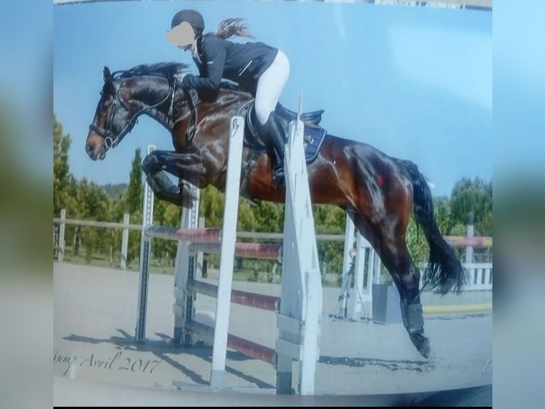 Hanoverian Stallion 17 years 16,1 hh Bay-Dark in Couiza