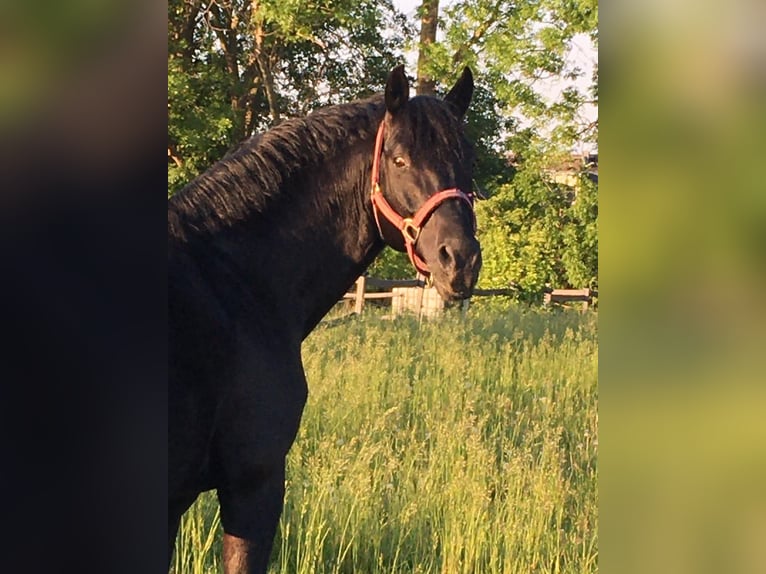 Hanoverian Stallion 17 years 16 hh Black in Pulheim