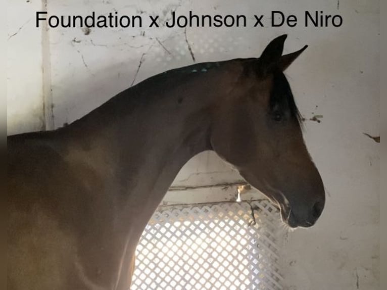 Hanoverian Stallion 1 year 13,1 hh Brown in Villanueva del Ariscal