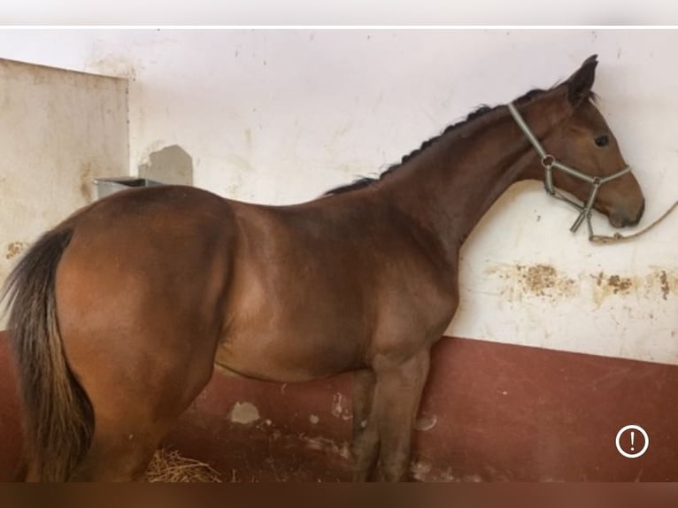 Hanoverian Stallion 1 year 13,1 hh Brown in Villanueva del Ariscal
