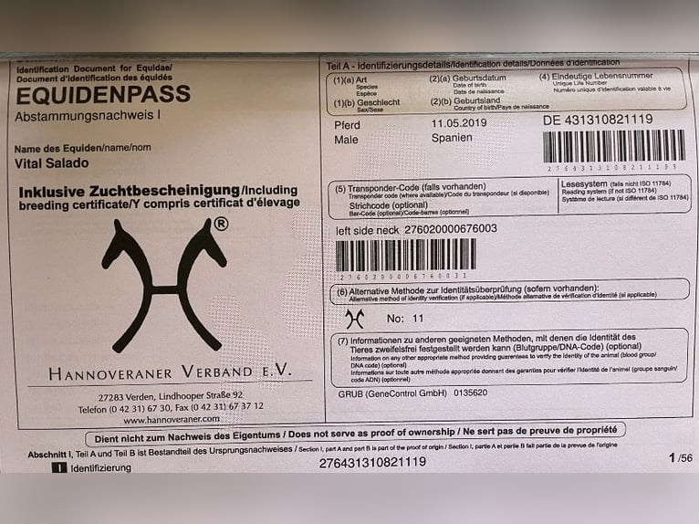 Hanoverian Stallion 1 year 13,1 hh Brown in Villanueva del Ariscal