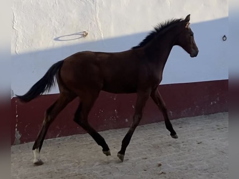 Hanoverian Stallion 1 year 13,1 hh Brown in Villanueva del Ariscal