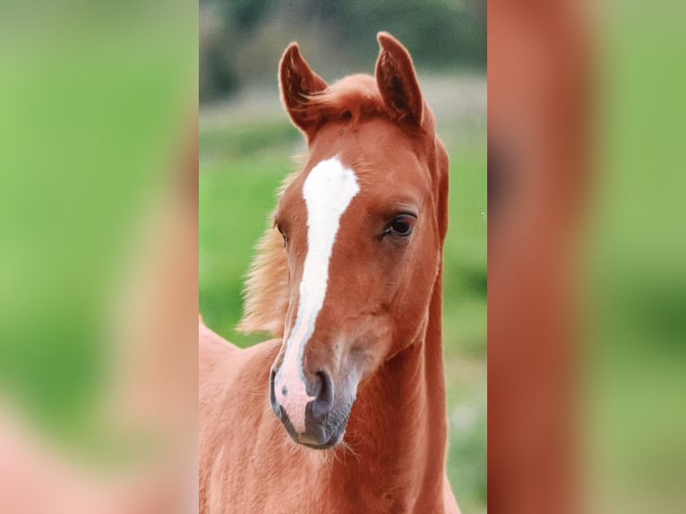 Hanoverian Stallion 1 year 13,2 hh Chestnut-Red in Leezdorf
