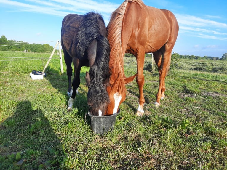 Hanoverian Stallion 1 year 13,2 hh Chestnut-Red in Leezdorf