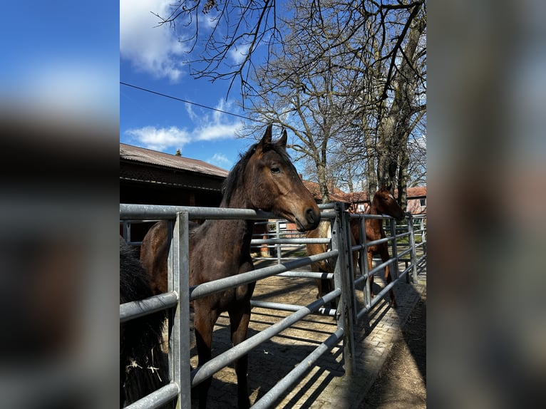 Hanoverian Stallion 1 year 14,1 hh Brown in Bispingen