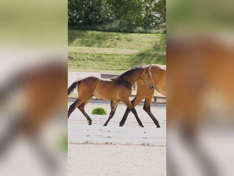 Hanoverian Stallion 1 year 14,1 hh Brown in Bispingen
