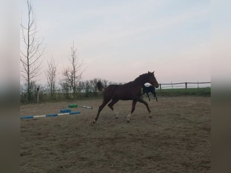 Hanoverian Stallion 1 year 14,2 hh Chestnut in Hamburg Marmstorf