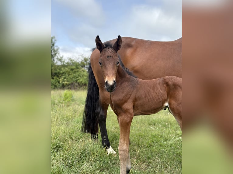Hanoverian Stallion 1 year 15.1 hh Brown in Beuvry