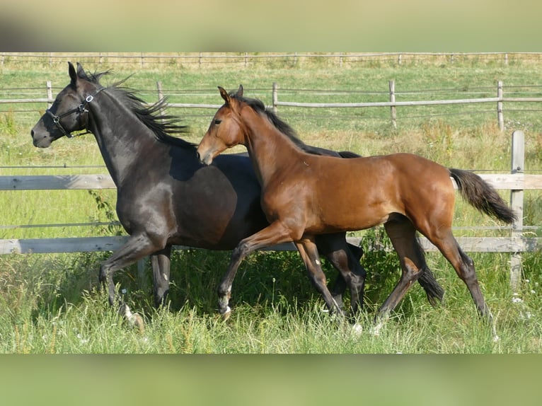Hanoverian Stallion 1 year 15,2 hh Brown in Greifenstein