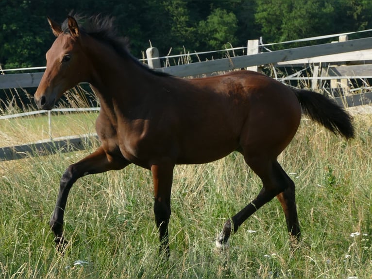 Hanoverian Stallion 1 year 15,2 hh Brown in Greifenstein
