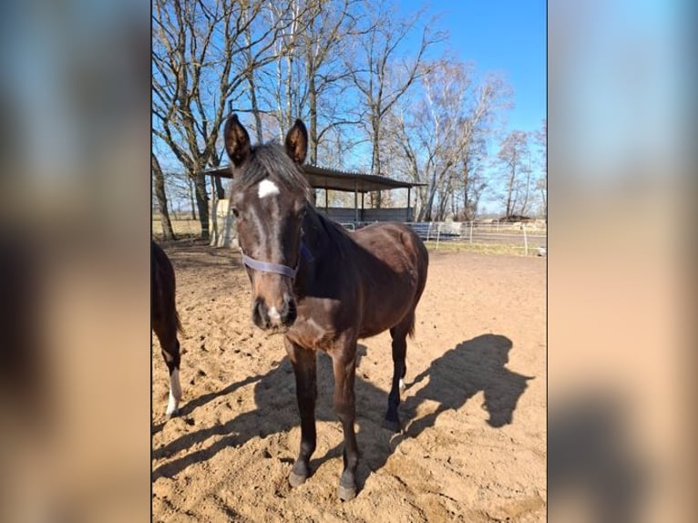 Hanoverian Stallion 1 year 15.2 hh Smoky-Black in Woosmer