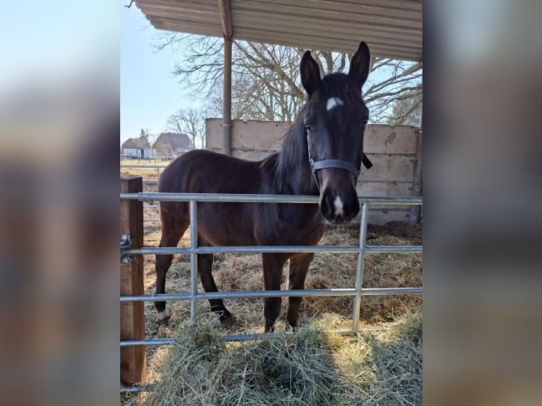 Hanoverian Stallion 1 year 15.2 hh Smoky-Black in Woosmer