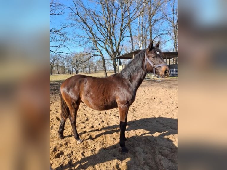 Hanoverian Stallion 1 year 15.2 hh Smoky-Black in Woosmer