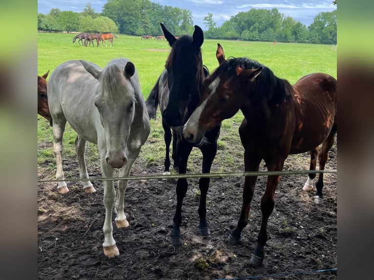 Hanoverian Stallion 1 year 15,2 hh Black in Lienen