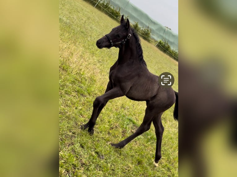 Hanoverian Stallion 1 year 15,2 hh Black in Lienen