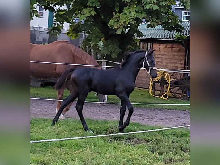Hanoverian Stallion 1 year 16,1 hh Black in Zetel Zetel
