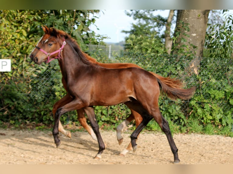 Hanoverian Stallion 1 year 16,1 hh Brown in Kutenholz