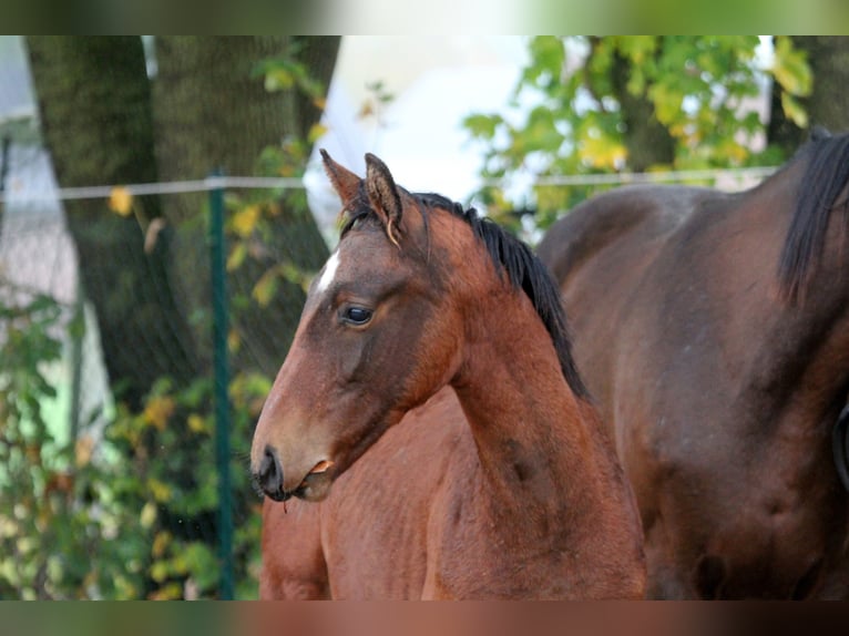 Hanoverian Stallion 1 year 16,1 hh Brown in Kutenholz