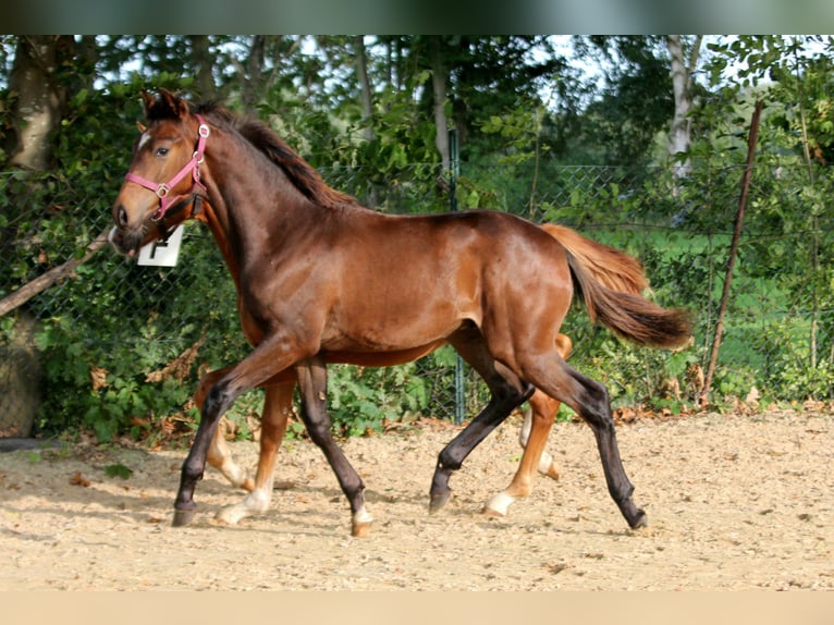 Hanoverian Stallion 1 year 16,1 hh Brown in Kutenholz