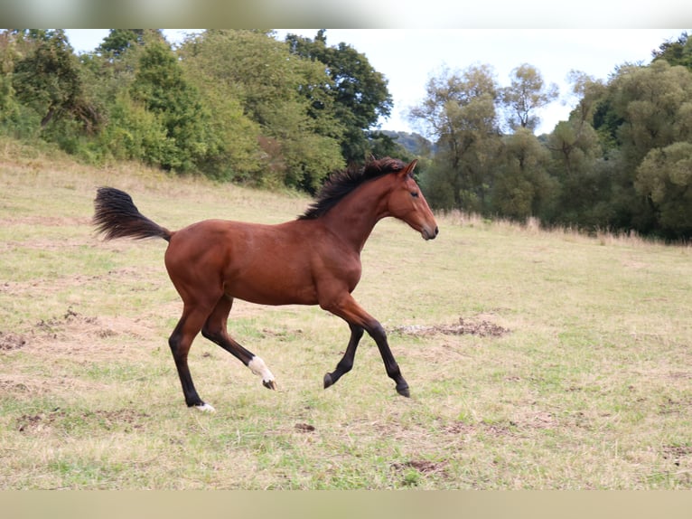 Hanoverian Stallion 1 year 16.1 hh Brown in Dransfeld