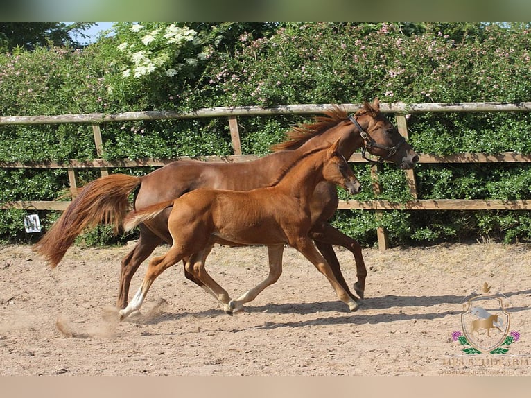 Hanoverian Stallion 1 year 16,1 hh Chestnut in Aberdeenshire