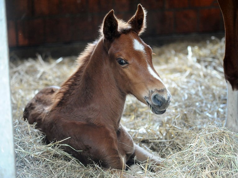 Hanoverian Stallion 1 year 16,1 hh Chestnut in Isernhagen