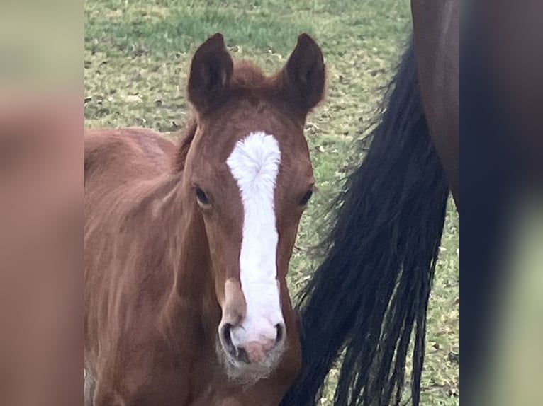 Hanoverian Stallion 1 year 16.1 hh Chestnut in Dohren