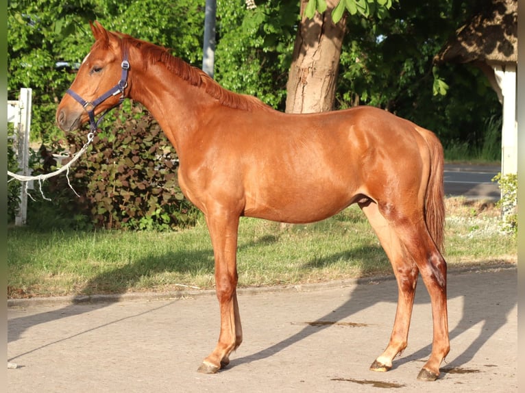 Hanoverian Stallion 1 year 16,1 hh Chestnut-Red in Selsingen