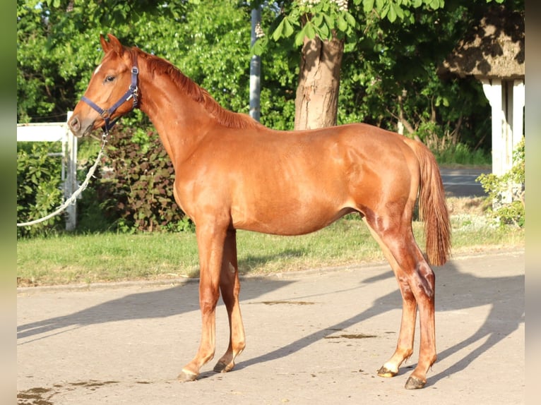 Hanoverian Stallion 1 year 16,1 hh Chestnut-Red in Selsingen