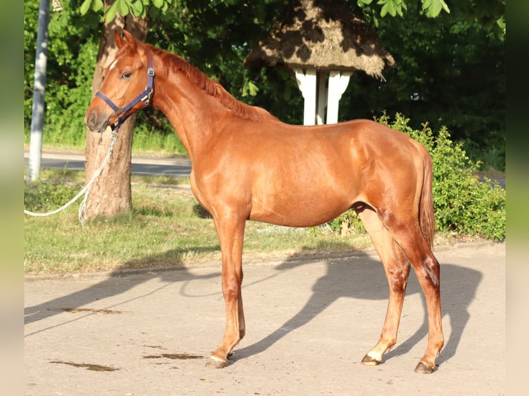 Hanoverian Stallion 1 year 16,1 hh Chestnut-Red in Selsingen