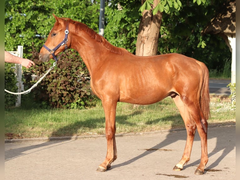 Hanoverian Stallion 1 year 16,1 hh Chestnut-Red in Selsingen