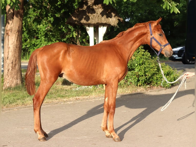 Hanoverian Stallion 1 year 16,1 hh Chestnut-Red in Selsingen