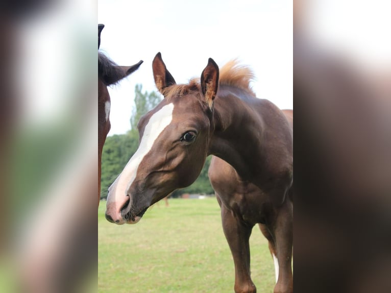 Hanoverian Stallion 1 year 16,1 hh Chestnut-Red in Hamersen