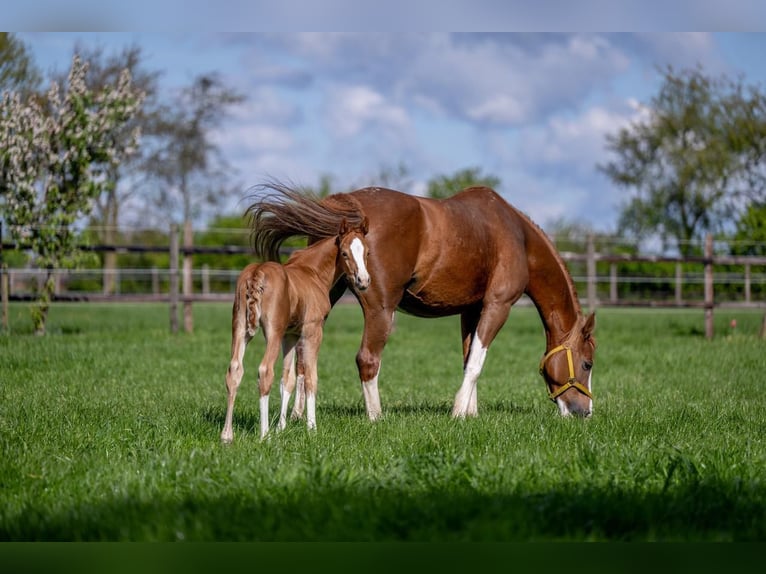 Hanoverian Stallion 1 year 16,1 hh Chestnut-Red in Hamersen