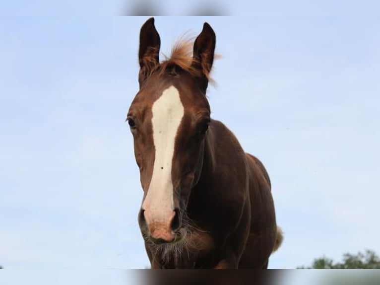 Hanoverian Stallion 1 year 16,1 hh Chestnut-Red in Hamersen