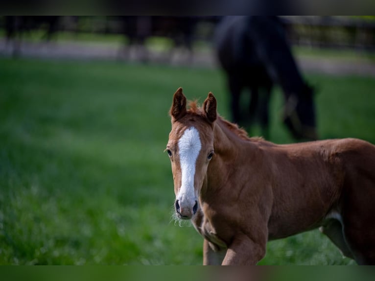 Hanoverian Stallion 1 year 16,1 hh Chestnut-Red in Hamersen