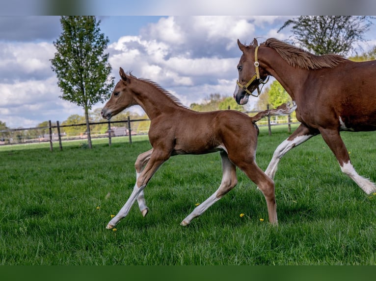 Hanoverian Stallion 1 year 16,1 hh Chestnut-Red in Hamersen