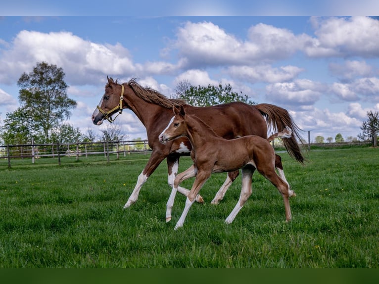 Hanoverian Stallion 1 year 16,1 hh Chestnut-Red in Hamersen