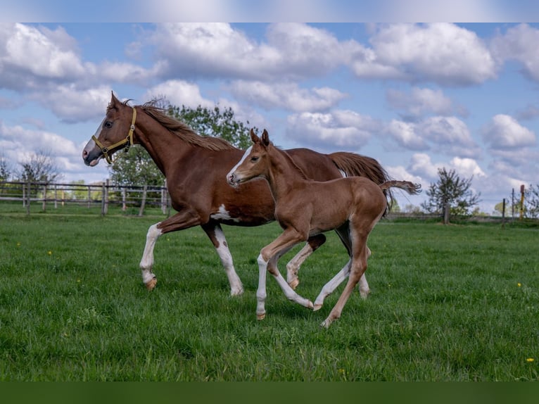 Hanoverian Stallion 1 year 16,1 hh Chestnut-Red in Hamersen