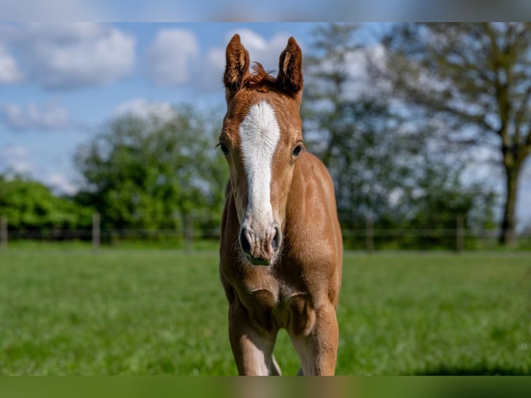 Hanoverian Stallion 1 year 16,1 hh Chestnut-Red in Hamersen