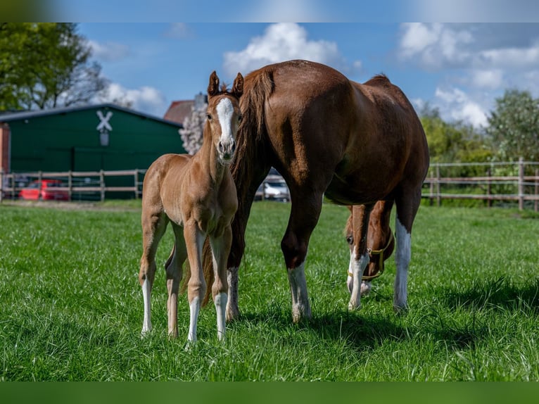 Hanoverian Stallion 1 year 16,1 hh Chestnut-Red in Hamersen