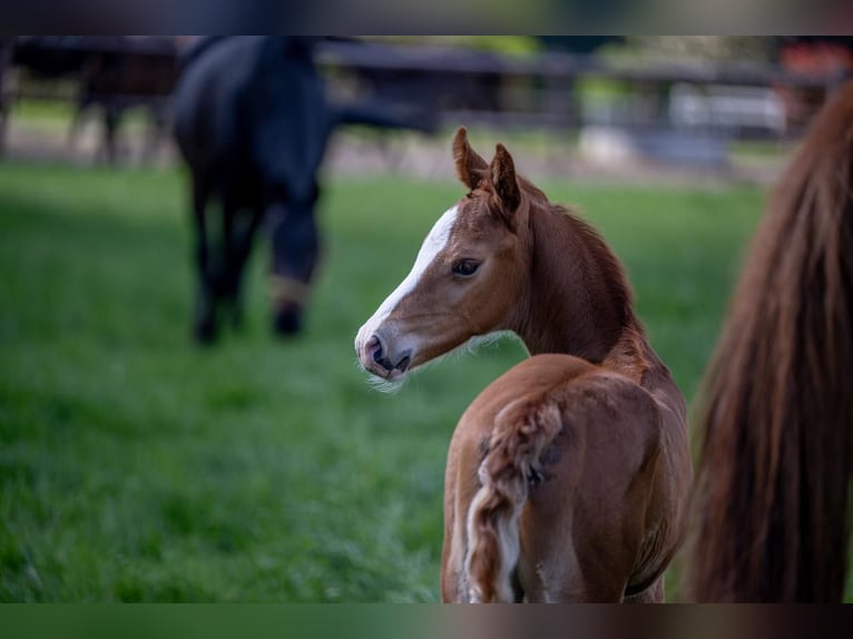 Hanoverian Stallion 1 year 16,1 hh Chestnut-Red in Hamersen