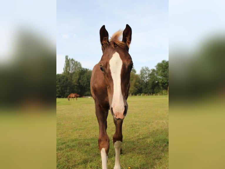 Hanoverian Stallion 1 year 16,1 hh Chestnut-Red in Hamersen