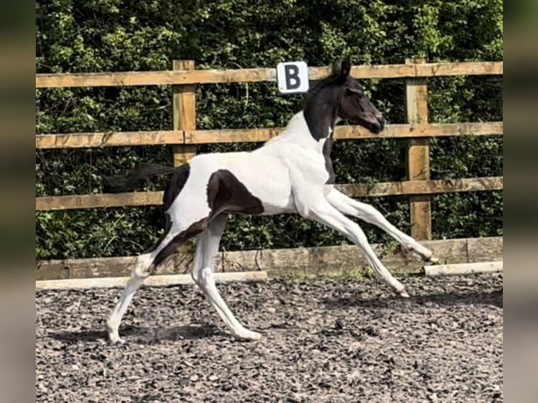 Hanoverian Stallion 1 year 16,1 hh Tobiano-all-colors in Hesketh Bank