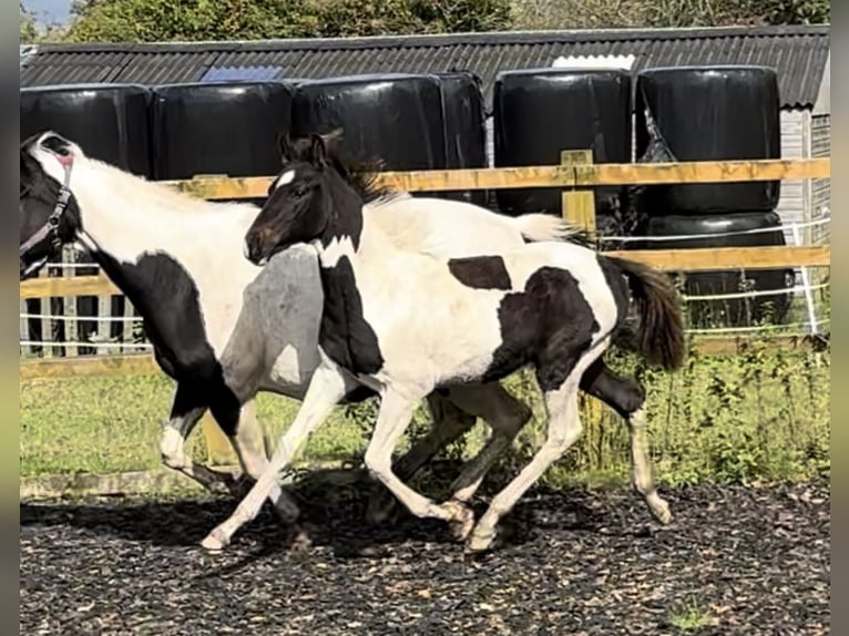 Hanoverian Stallion 1 year 16,1 hh Tobiano-all-colors in Hesketh Bank