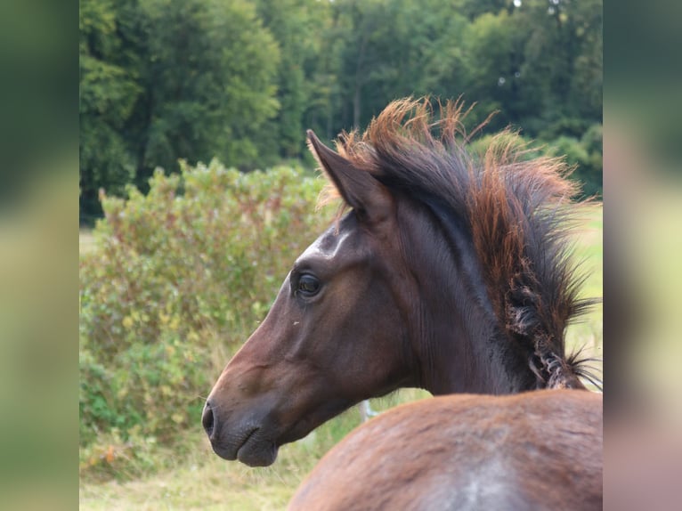 Hanoverian Stallion 1 year 16.2 hh Bay-Dark in Dransfeld