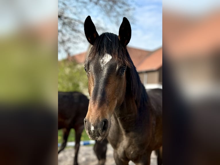Hanoverian Stallion 1 year 16.2 hh Bay-Dark in Dransfeld